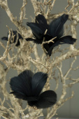 Blomformade fjädrar. Svarta. 6 st
