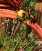 Provrör/vaser 11x1,5cm, Provrör/vaser 11x1,5cm,