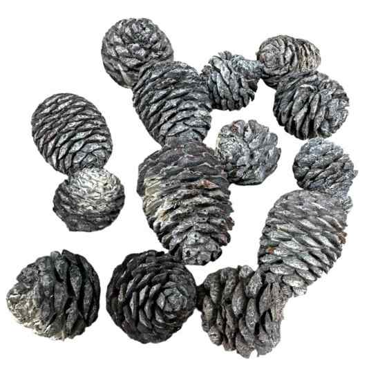 Kottar Murii zapfern ca 10-12 st i gruppen Pynt & dekorationer / Naturprodukter / Kottar hos Kransmakaren.se (00591)