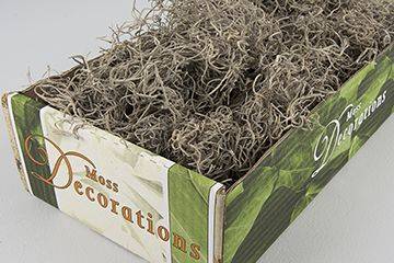Tillandsia grå, konserverad. 25g i gruppen Pynt & dekorationer / Naturprodukter / Mossa / Lavor för dekoration hos Kransmakaren.se (13-0018-000-25)