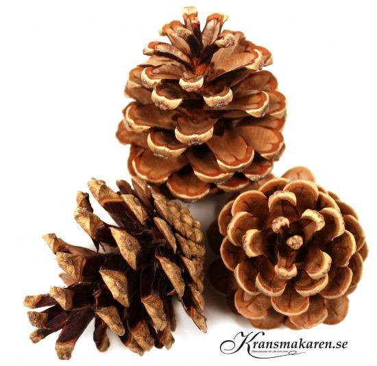 Kottar 3st, ca 5-8 cm i gruppen Högtider / Jul / Julpynt / Jul / Julpynt / Naturprodukter hos Kransmakaren.se (54175)