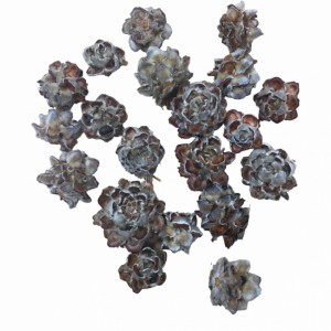 Kottar Pubescens ca 200 st (storpack)