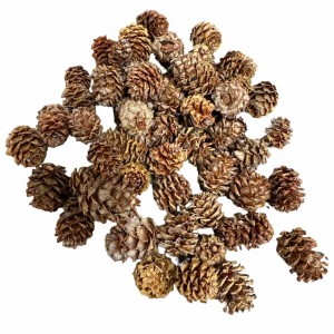 Kottar Salignum ca 45-50 st