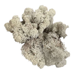 Vitmossa / Fönsterlav, naturfärgad. 50 g