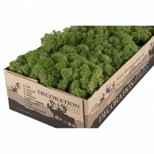 Vitmossa / Fönsterlav, mellangrön. 50g