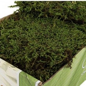Grön konserverad mossa, 500 g
