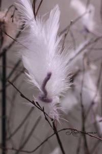 Fjädrar, trådade. 12 st vippor. Vit