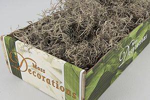 Tillandsia grå, konserverad. 25g