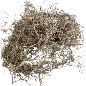 Tillandsia grå, konserverad. 25g