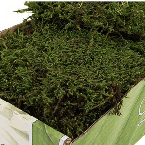 Grön mossa, konserverad 50g