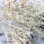 Risp / Statice, vit. 25g Risp / Statice, vit. 25g