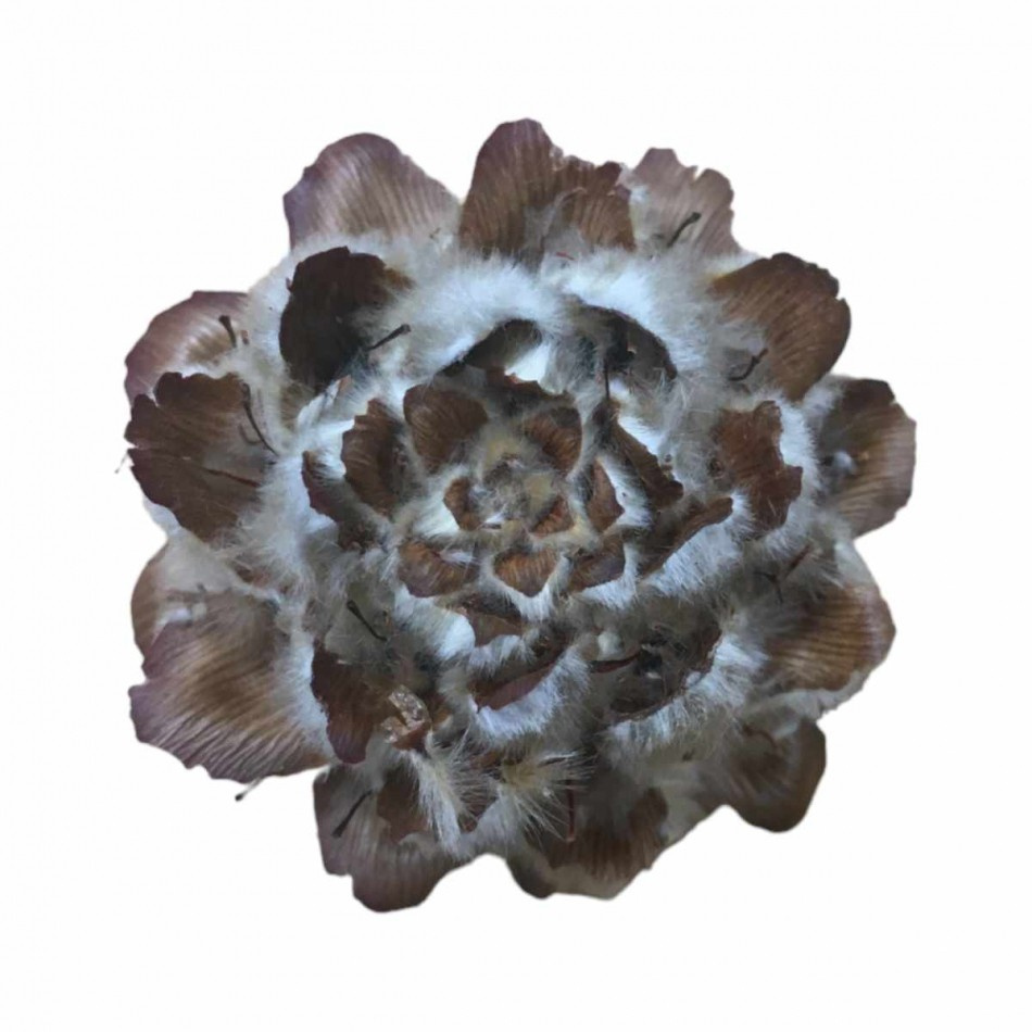 Kottar Pubescens ca 10 st