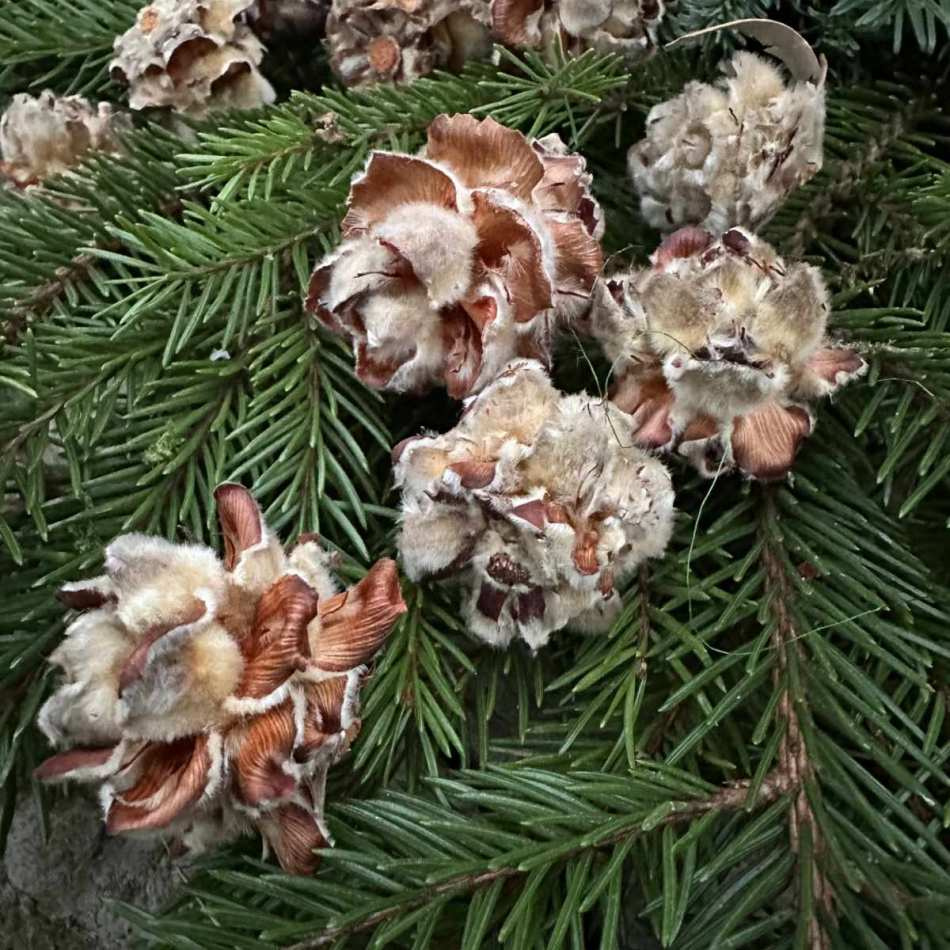 Kottar Pubescens ca 10 st