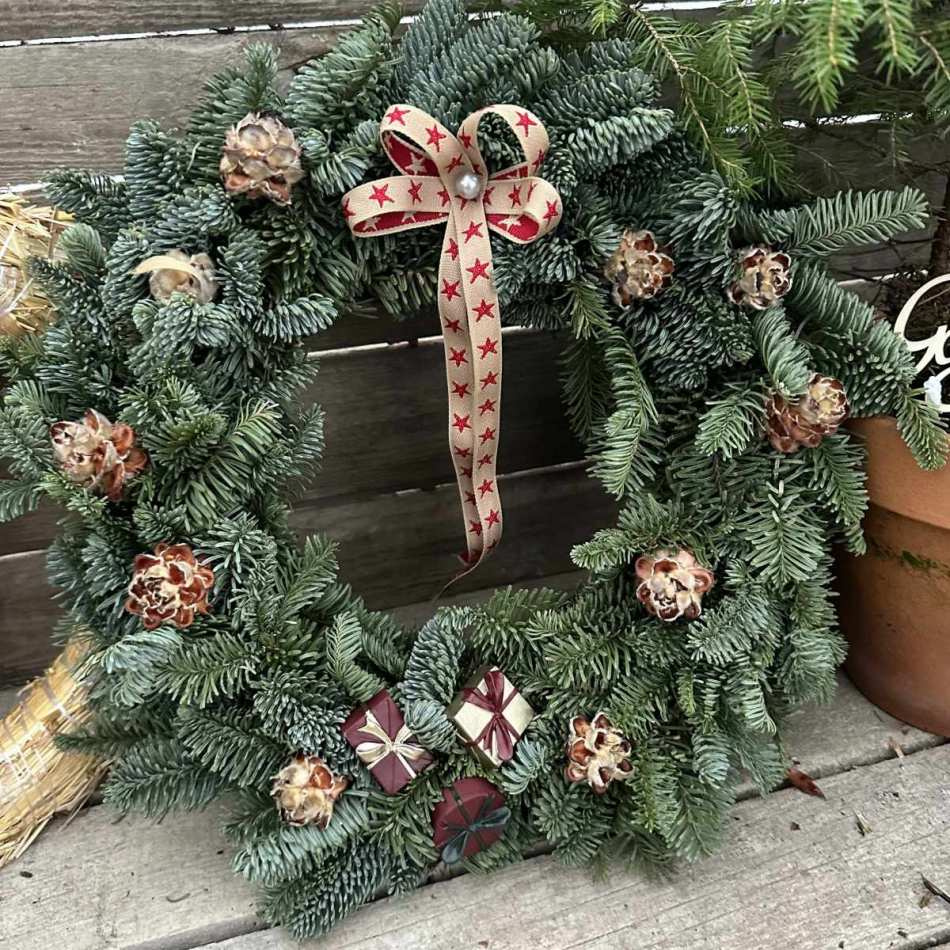 Kottar Pubescens ca 10 st