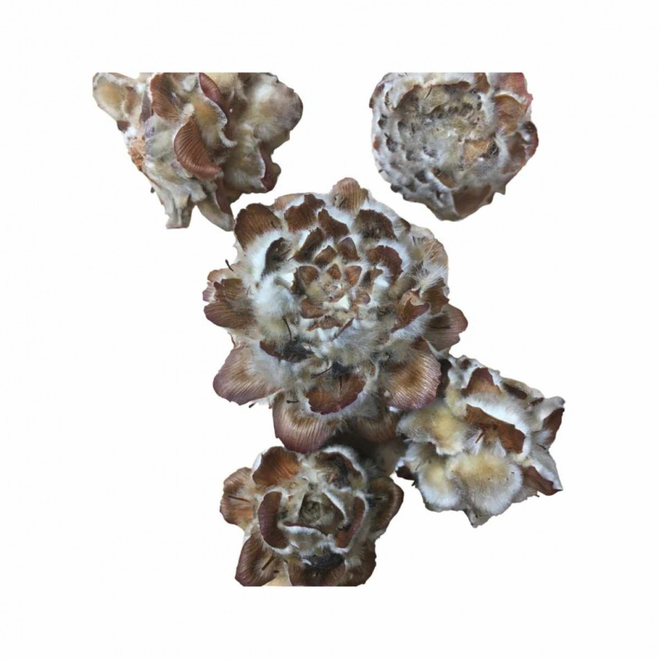 Kottar Pubescens ca 200 st (storpack)