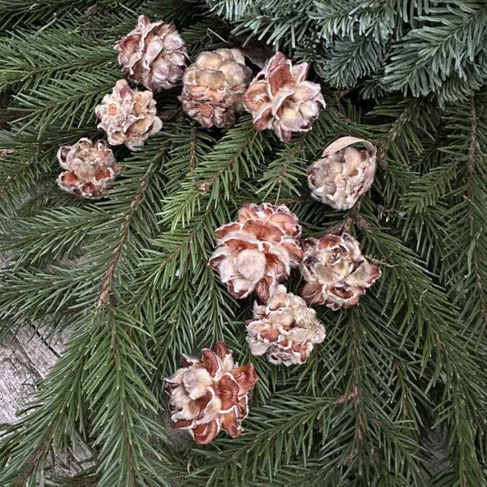 Kottar Pubescens ca 200 st (storpack)