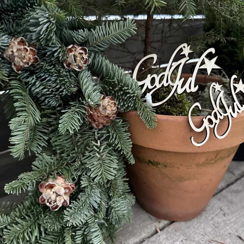 Kottar Pubescens ca 200 st (storpack)