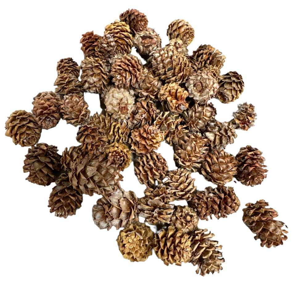 Kottar Salignum ca 45-50 st