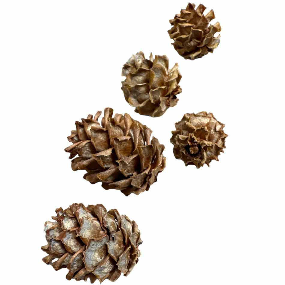 Kottar Salignum ca 45-50 st