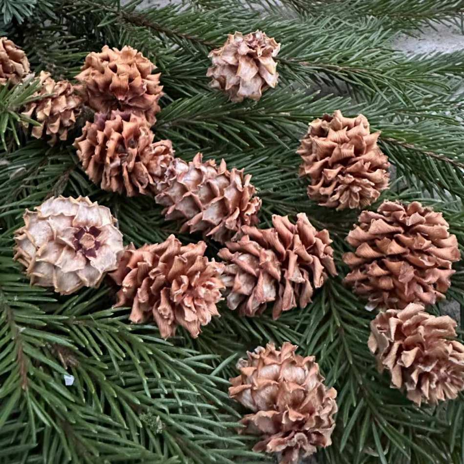 Kottar Salignum ca 45-50 st