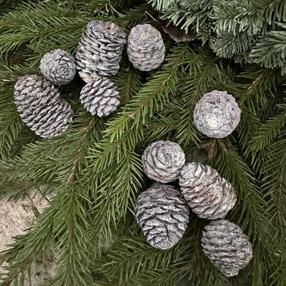 Kottar Murii zapfern ca 10-12 st