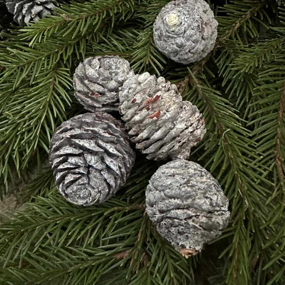 Kottar Murii zapfern ca 10-12 st