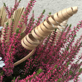 Cane Cone / spiraler, 10 st Cane Cone / spiraler, 10 st