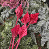 Palmblad torkade, mörkröda, 5 st Palmblad torkade, mörkröda, 5 st