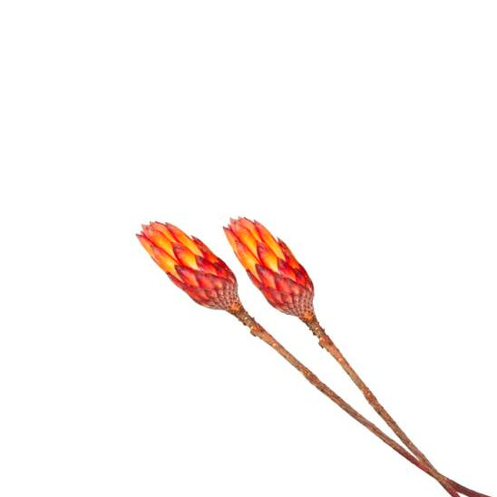 annanasblomma rödorange