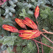 Protea / ananasblomma, röd/orange, 5 st