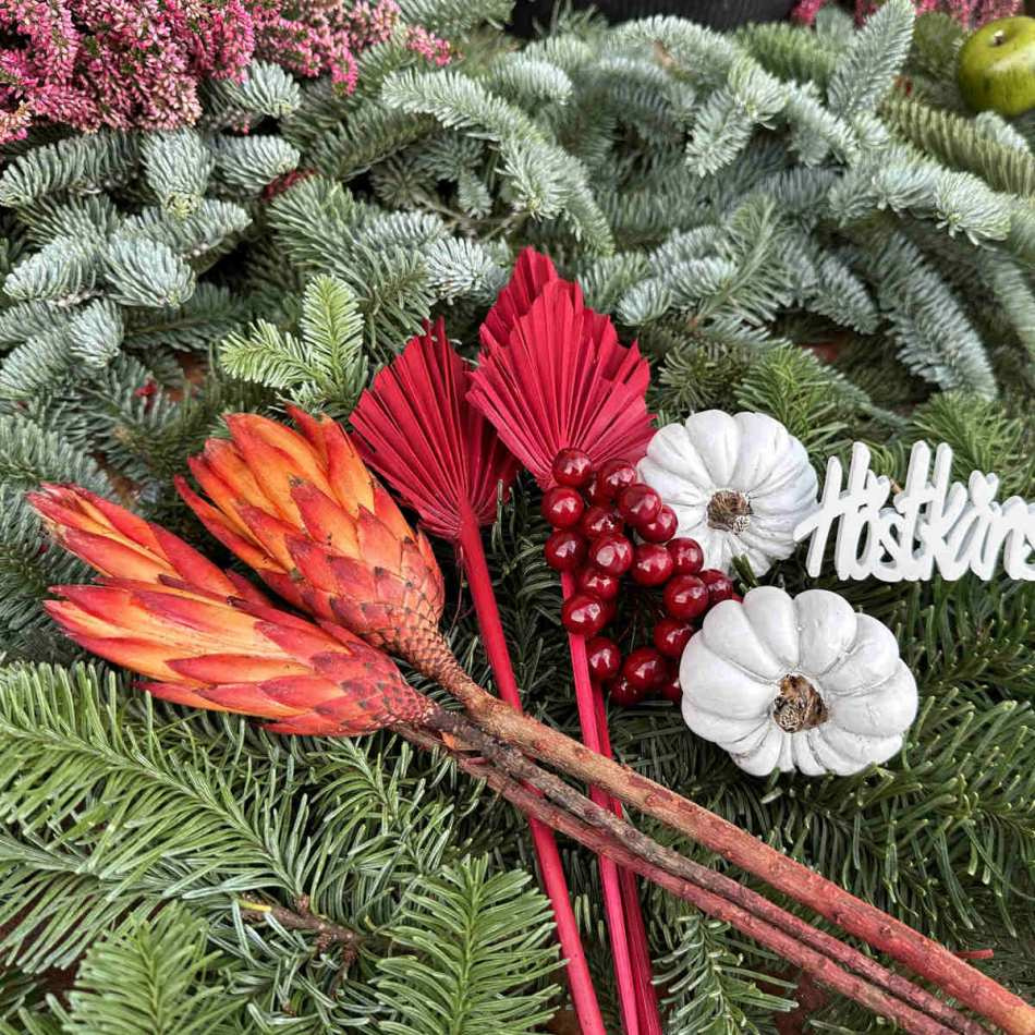 Protea / ananasblomma, röd/orange, 5 st