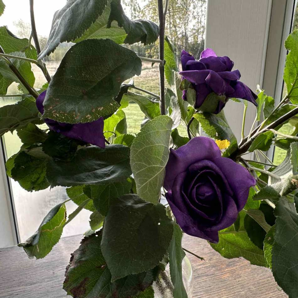 Mörklila Rosor 12 st- Andrasortering