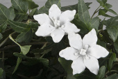 Blommor 2 st vita. ca 4 cm Blommor 2 st vita. ca 4 cm