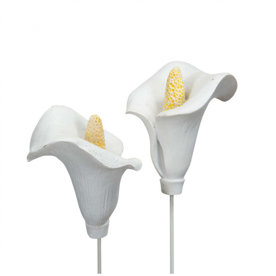 Calla för dekoration i blomsterarrangemang