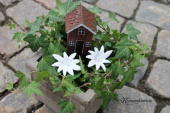 vita blommor att dekorera med i blomsterarrangemang