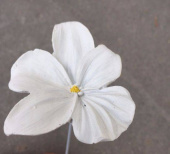 vit blomma att dekorera med