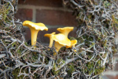 Kantareller, 3 storlekar, 4–8 cm Kantareller, 3 storlekar, 4–8 cm