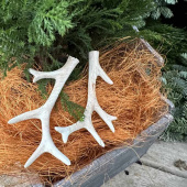 Renhorn, 2 olika Renhorn, 2 olika