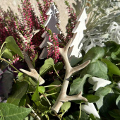 Renhorn, 2 olika Renhorn, 2 olika