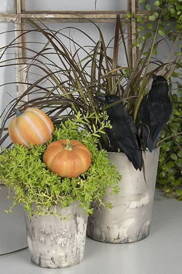 Pumpa, 5cm. 2 stycken olika