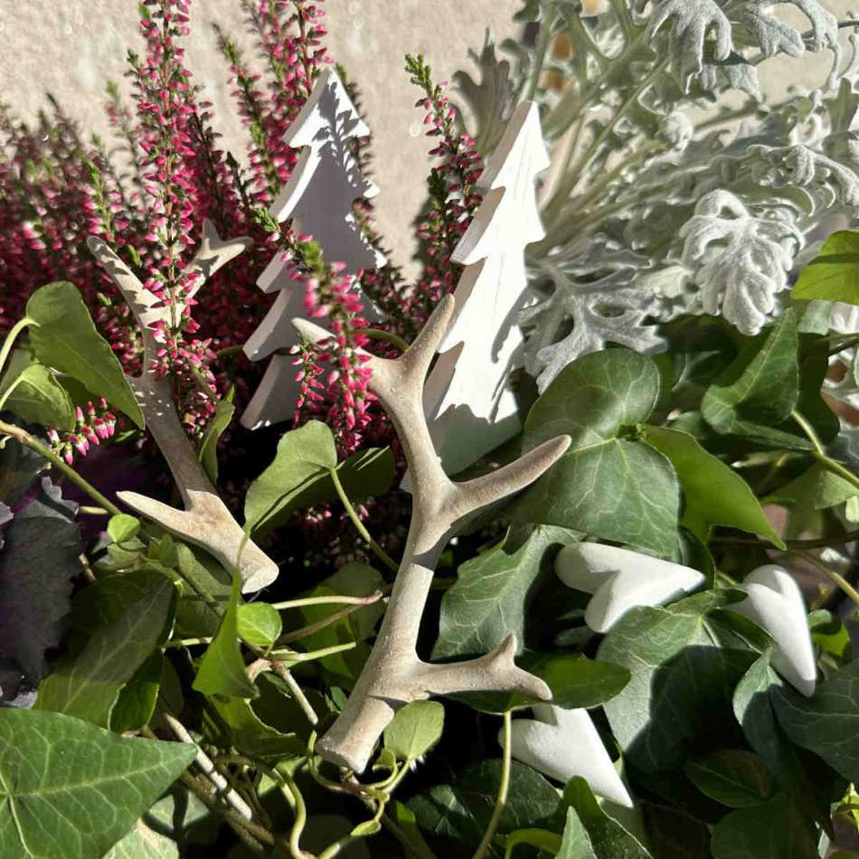 Gran, vit. ca 9 cm (2 st)