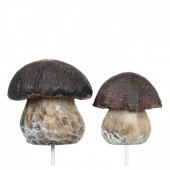Karl-johan svampar i 2 olika storlekar. 