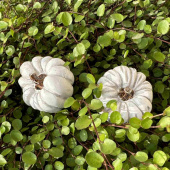 Pumpor vita 2 st olika Pumpor vita 2 st olika