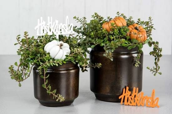 Pumpa, 6 cm. 2 stycken olika