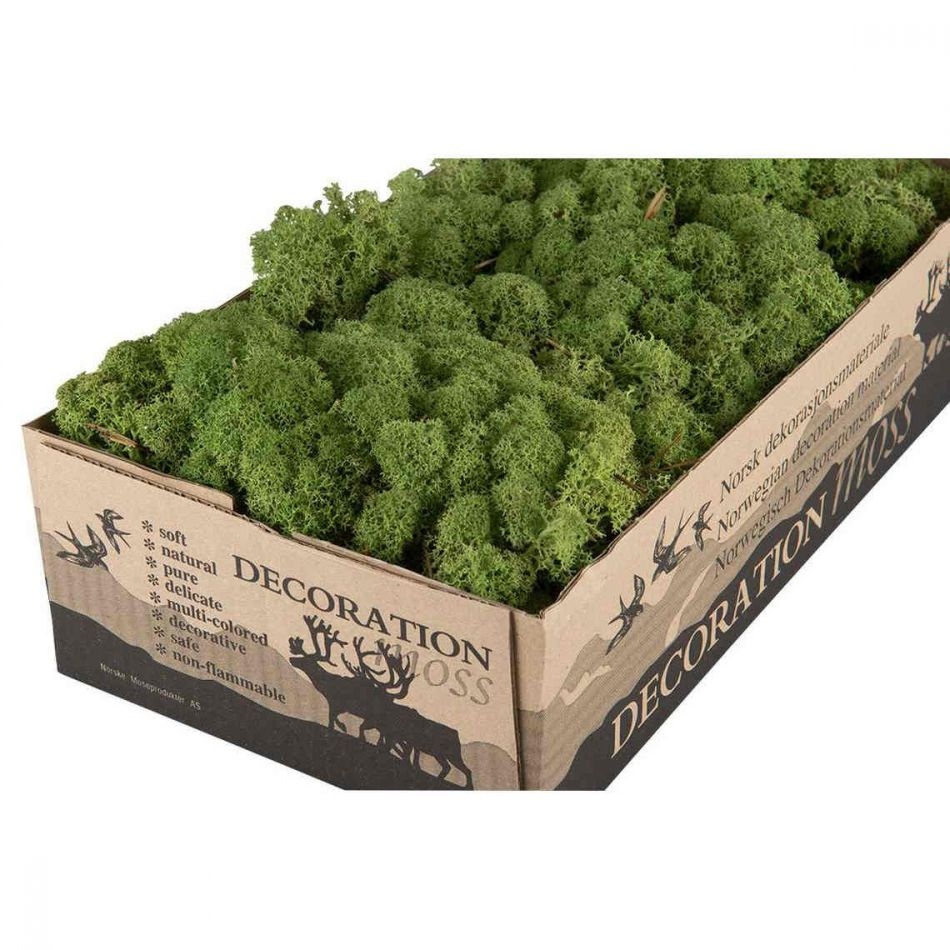 Vitmossa / Fönsterlav, mellangrön. 50g