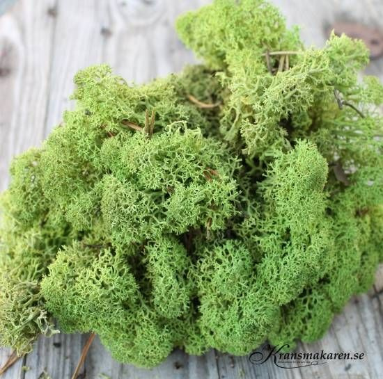 Vitmossa / Fönsterlav, mellangrön. 50g