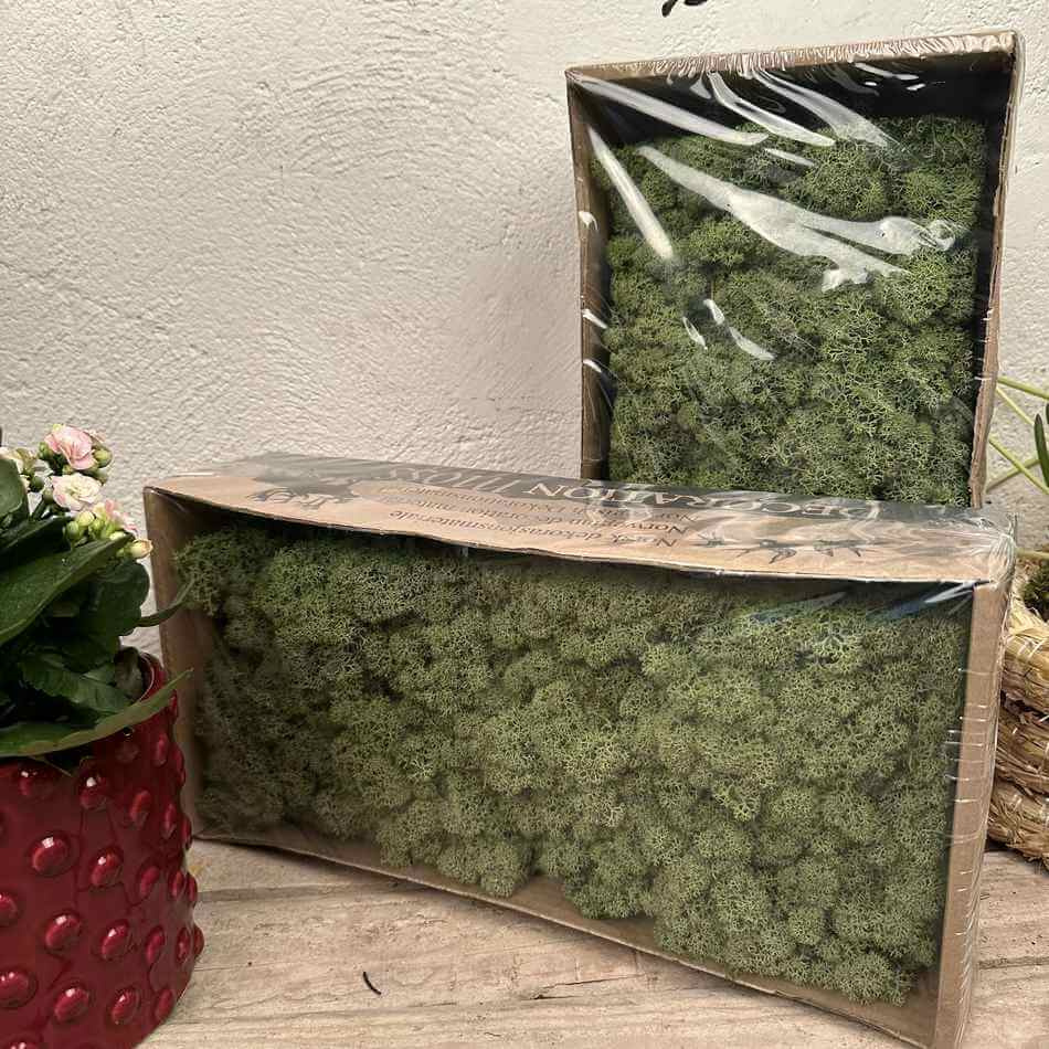 Vitmossa / Fönsterlav, mellangrön. 500g