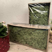 Vitmossa / fönsterlav mellangrön, 500 g Vitmossa / fönsterlav mellangrön, 500 g