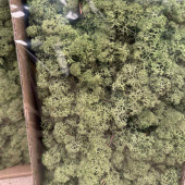 Vitmossa / fönsterlav mellangrön, 500 g Vitmossa / fönsterlav mellangrön, 500 g