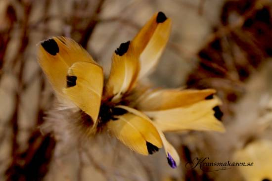 Fjädrar,Brunprickig. 12 st